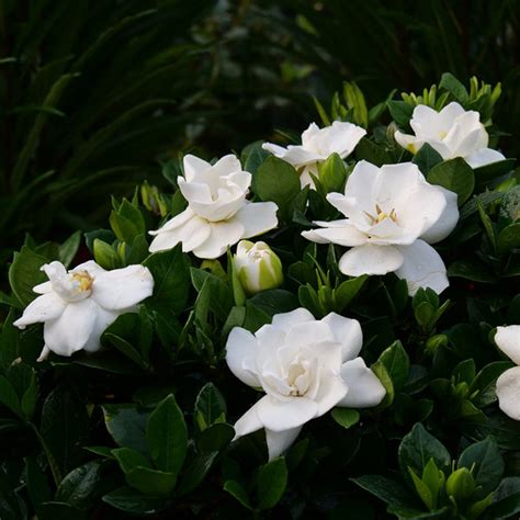 live gardenia plants for sale.